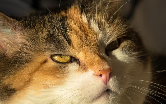 Gonfiore delle ghiandole salivari nei gatti
